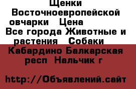 Щенки Восточноевропейской овчарки › Цена ­ 25 000 - Все города Животные и растения » Собаки   . Кабардино-Балкарская респ.,Нальчик г.